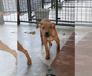 American Pit Bull Terrier-Unknown Mix Dogs for adoption in Albemarle, NC, USA