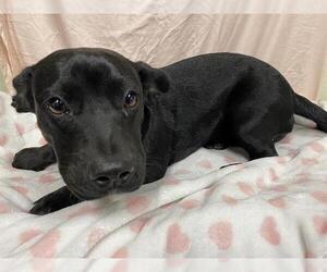 Dachshund-Unknown Mix Dogs for adoption in Modesto, CA, USA