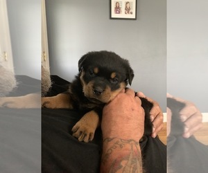 Rottweiler Puppy for sale in HORSENECK BEACH, MA, USA