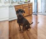 Small #20 Mutt