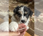 Small #14 Australian Shepherd