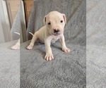 Puppy Puppy 6 American Bulldog