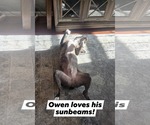 Small #36 American Pit Bull Terrier-Mountain Cur Mix