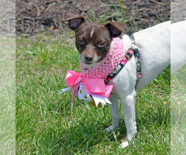 Medium Photo #2 Rat-Cha Puppy For Sale in Gretna, NE, USA