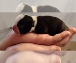 Small Photo #2 Boston Terrier Puppy For Sale in HARRISBURG, PA, USA