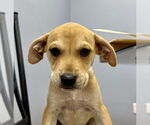 Small #1 Labrador Retriever Mix