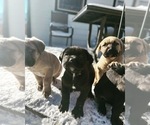 Small Photo #38 Cane Corso Puppy For Sale in BELGRADE, MT, USA
