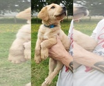 Small Photo #22 Labrador Retriever Puppy For Sale in OLYMPIA, WA, USA