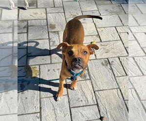 Riggs - Male Boxer-Unknown Mix Dog for Adoption - Photo #2