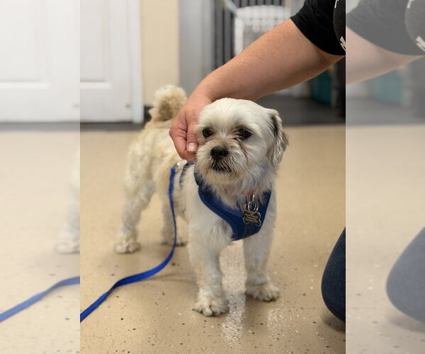 Medium Photo #2 Shih Tzu-Unknown Mix Puppy For Sale in Mundelein, IL, USA