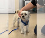 Small #1 Shih Tzu Mix