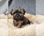 Puppy George Washingt Havanese