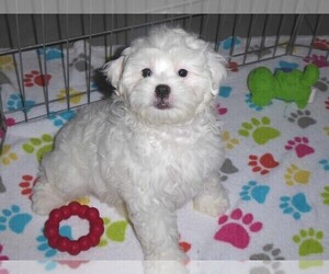 Shih-Poo Puppy for sale in ORO VALLEY, AZ, USA