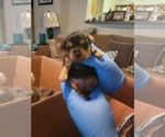 Puppy 1 Yorkshire Terrier