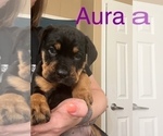Small Photo #1 Cane Corso-Rottweiler Mix Puppy For Sale in PONDER, TX, USA