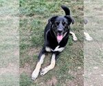 Small #2 Australian Shepherd-German Shepherd Dog Mix