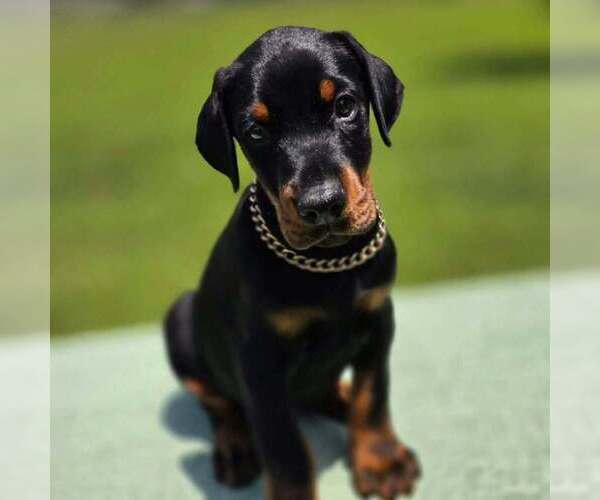 Medium Photo #42 Doberman Pinscher Puppy For Sale in FORT LAUDERDALE, FL, USA