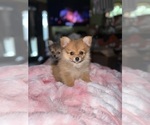 Small #4 Pomeranian