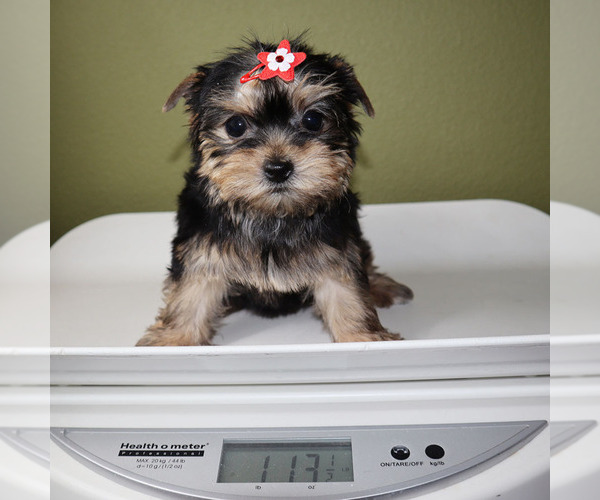 Medium Photo #5 Yorkshire Terrier Puppy For Sale in LOS ANGELES, CA, USA