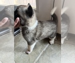 Small Photo #4 Akita Puppy For Sale in MEMORIAL SQUARE, GA, USA