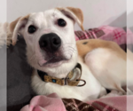 Small #19 Huskies -Labrador Retriever Mix
