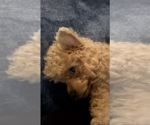 Father of the Chihuahua-YorkiePoo Mix puppies born on 01/30/2025