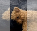 Small Photo #1 Chihuahua-YorkiePoo Mix Puppy For Sale in NORTH AUGUSTA, SC, USA