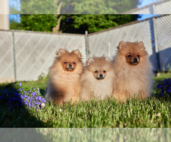 Medium Photo #5 Pomeranian Puppy For Sale in WOOD DALE, IL, USA