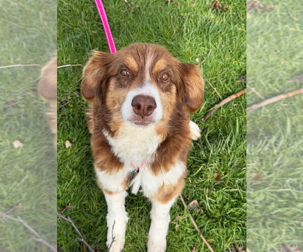 Medium Photo #4 Australian Shepherd-Unknown Mix Puppy For Sale in Springdale, PA, USA