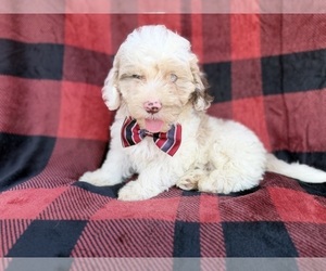Cockapoo (Miniature) Puppy for sale in LAKELAND, FL, USA