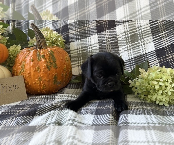 Medium Photo #5 Puggle Puppy For Sale in ELKTON, VA, USA