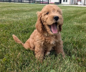 Irish Doodle-Poodle (Miniature) Mix Puppy for sale in GOSHEN, IN, USA