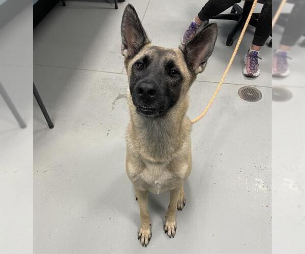 Medium Photo #1 Mutt Puppy For Sale in Palmetto, FL, USA