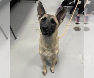 Mutt Dogs for adoption in Palmetto, FL, USA