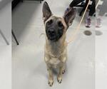 CHLOE - Female Mutt Dog for Adoption - Small photo