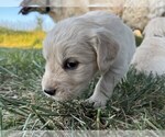 Small Photo #3 Golden Retriever Puppy For Sale in DE BEQUE, CO, USA