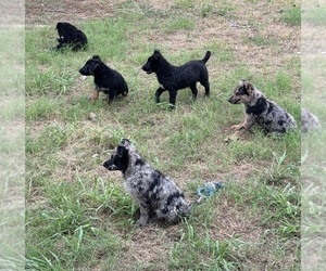 Australian Shepherd-German Shepherd Dog Mix Puppy for sale in MESQUITE, TX, USA