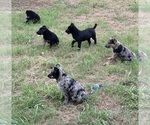 Small Australian Shepherd-German Shepherd Dog Mix