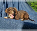 Small #3 Australian Shepherd-Chihuahua Mix