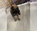 Small Photo #21 Belgian Malinois Puppy For Sale in SQUAW VALLEY, CA, USA