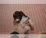 Small Photo #6 Labradoodle Puppy For Sale in GALION, OH, USA