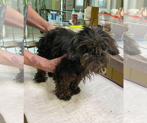 Shih Tzu Dogs for adoption in Benton, LA, USA
