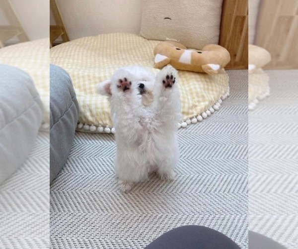 Medium Photo #3 Maltese Puppy For Sale in CLERMONT, FL, USA