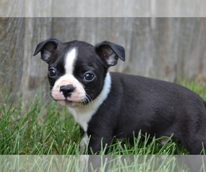 Boston Terrier Puppy for sale in GREENWOOD, WI, USA