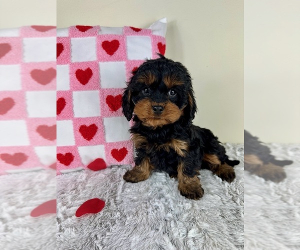 Medium Photo #1 Cavapoo Puppy For Sale in GREENFIELD, IN, USA