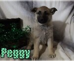Small Photo #2 German Shepherd Dog Puppy For Sale in jasper, AR, USA