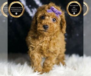 Poodle (Toy) Puppy for sale in WARSAW, IN, USA