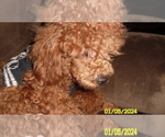 Small Poodle (Miniature)