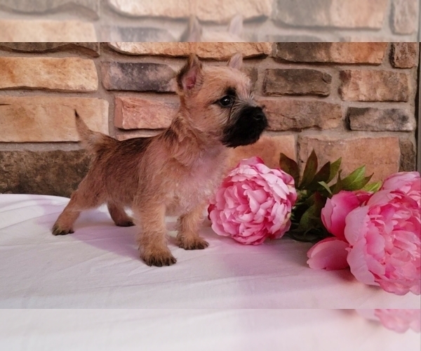 Medium Photo #1 Cairn Terrier Puppy For Sale in SUGARCREEK, OH, USA