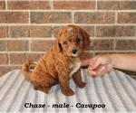Small #1 Cavapoo